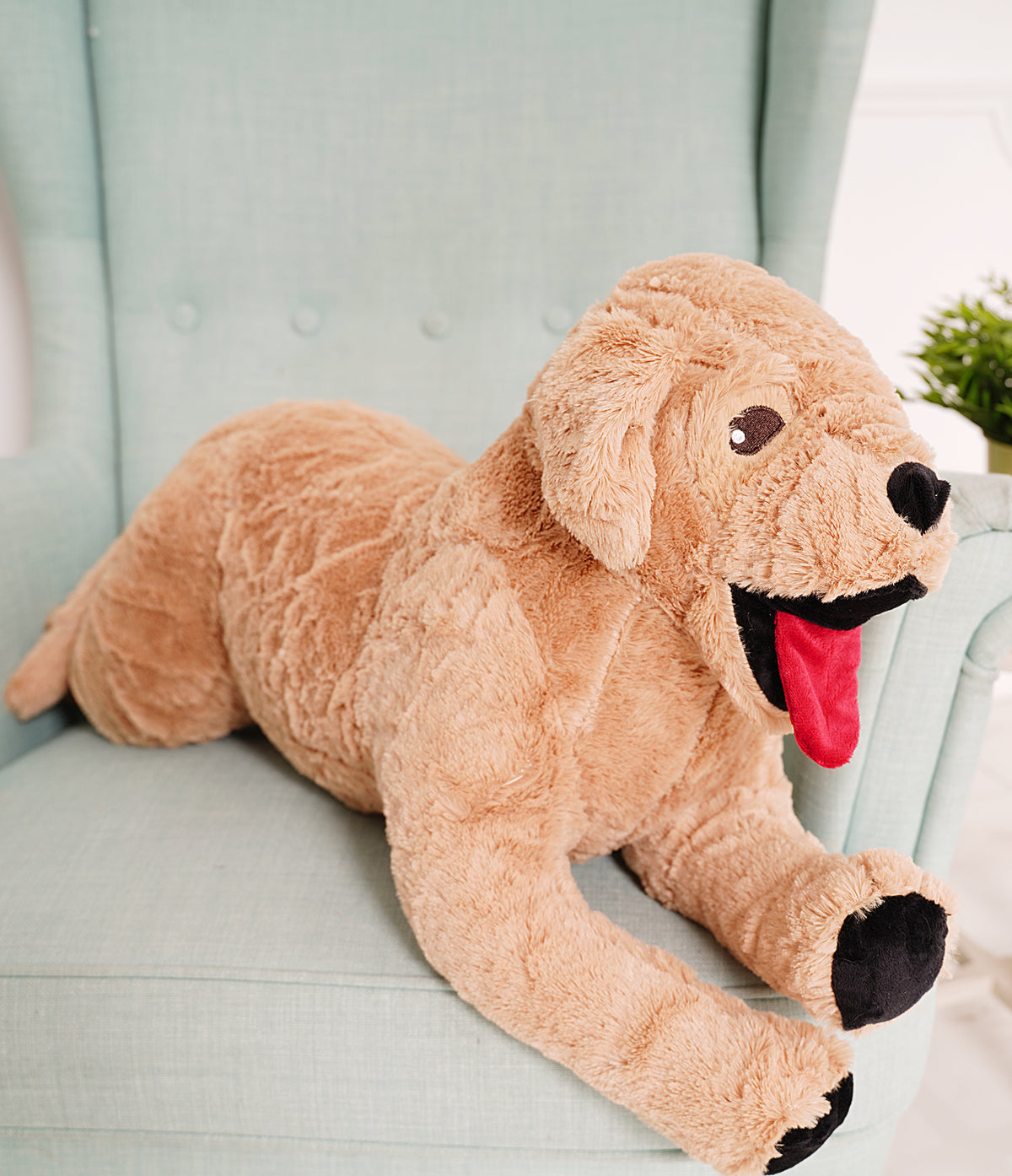 Dog Golden Retriever
