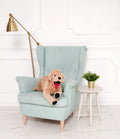Dog Golden Retriever