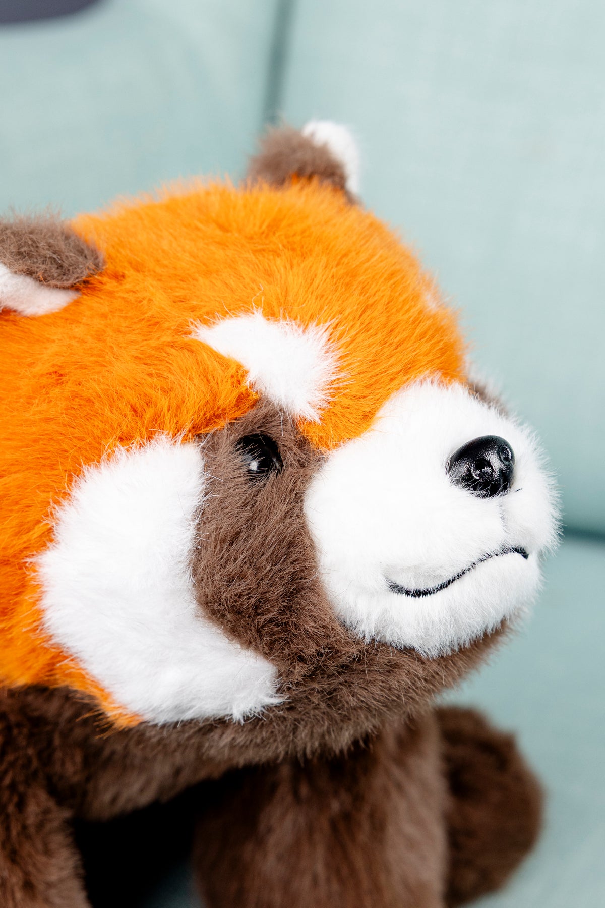 Mała panda ruda
