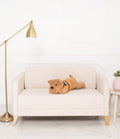 Dog Dexter