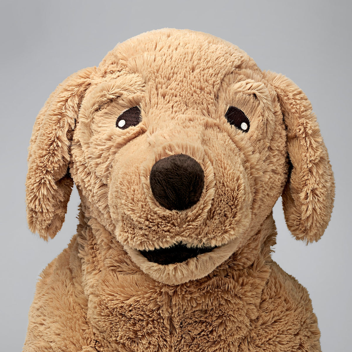 Dog Golden Retriever