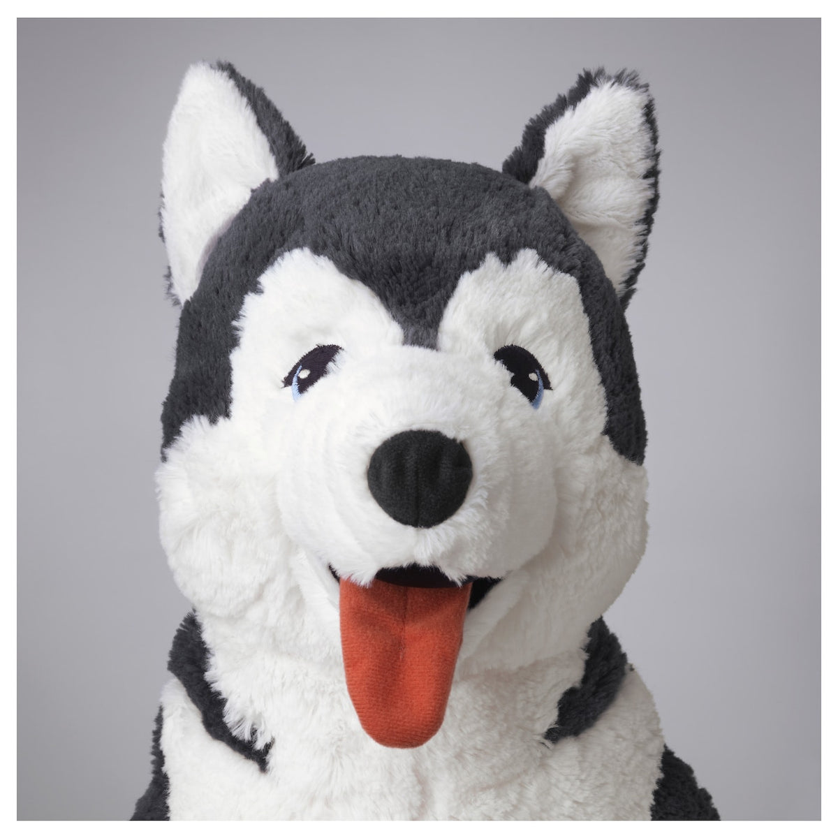 Dog Husky
